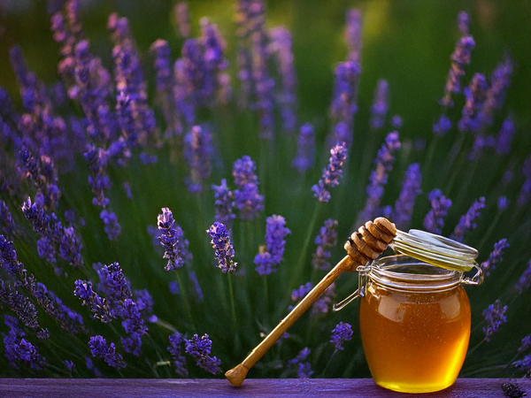  Pot de miel de lavande bio de Provence à vendre en ligne – goût floral doux